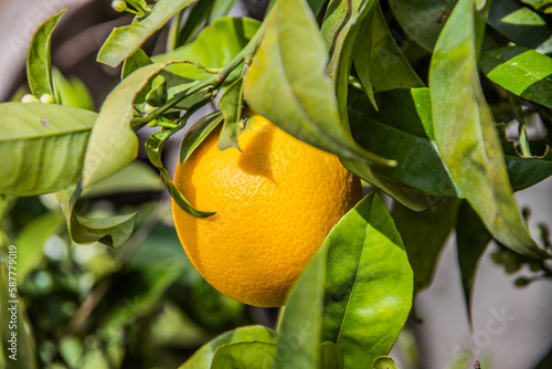 citron