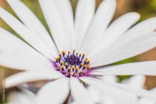 fleur