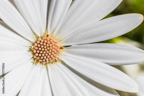 fleur
