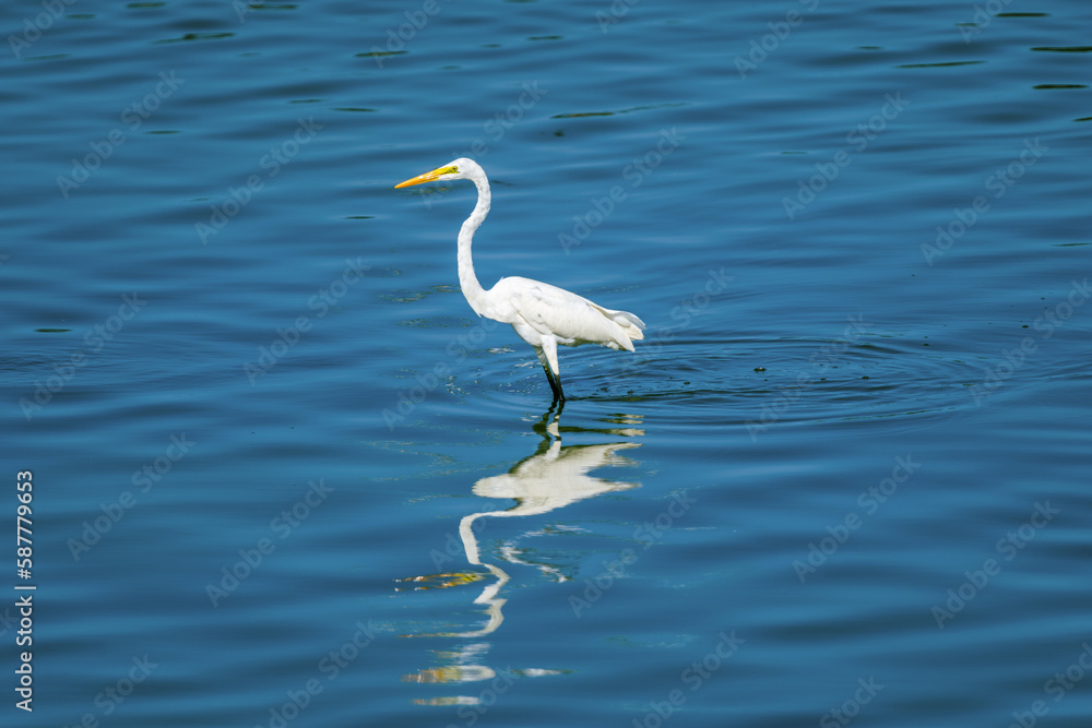 The little egret (Egretta garzetta) is a species of small heron in the family ardeidae in its natural habitat The little egret (Egretta garzetta) is a species of small heron in the family ardeidae in its natural habitat