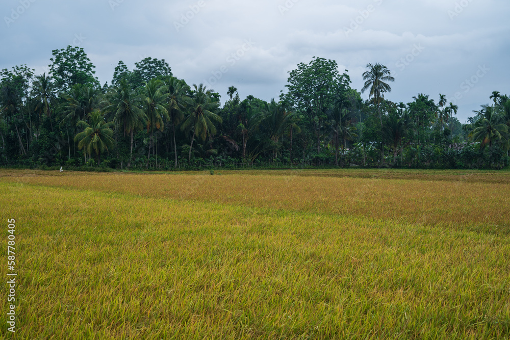 Fototapeta premium Beautiful landscape growing paddy field at dusk in Aceh, Indonesia.