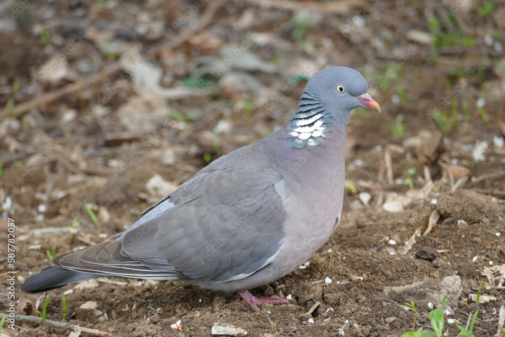 close up of a pigeon close up of a pigeon