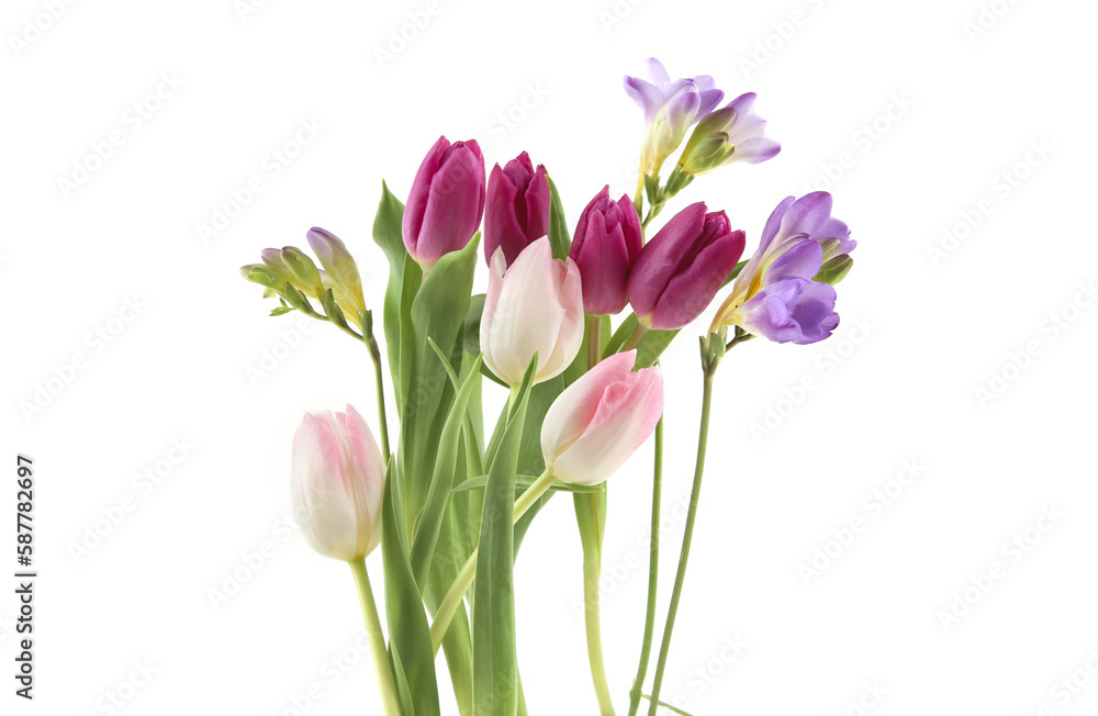 Flowers Tulip and Freesia isolated on white background. Bouquet of purple pink spring flowers. Flowers Tulip and Freesia isolated on white background. Bouquet of purple pink spring flowers.