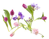 Flowers Tulip and Freesia isolated on white background. Arrangement of purple pink spring flowers.