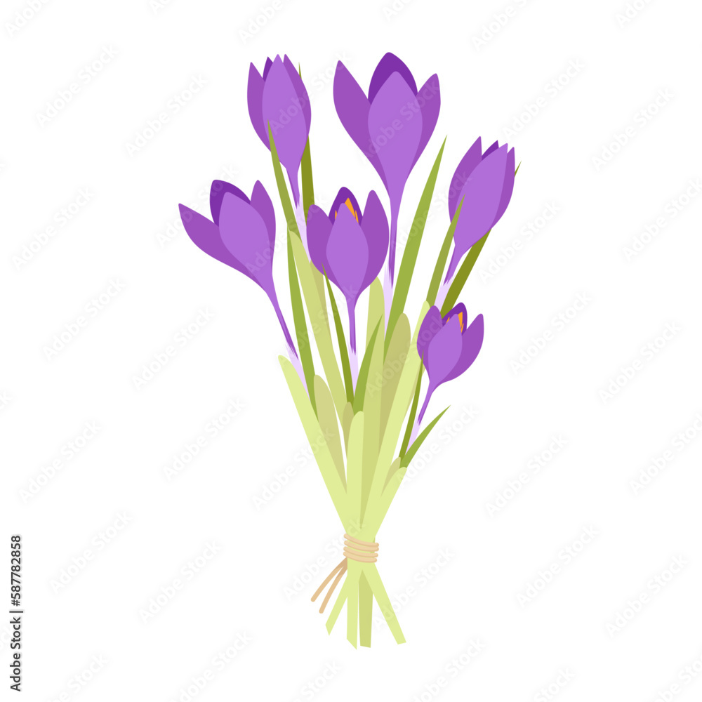 Bouquet of blooming purple crocuses tied with a rope. Bouquet of spring flowers. Bouquet of blooming purple crocuses tied with a rope. Bouquet of spring flowers.