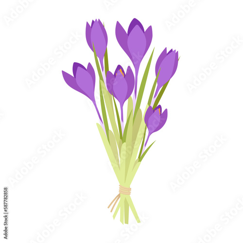 Bouquet of blooming purple crocuses tied with a rope. Bouquet of spring flowers.