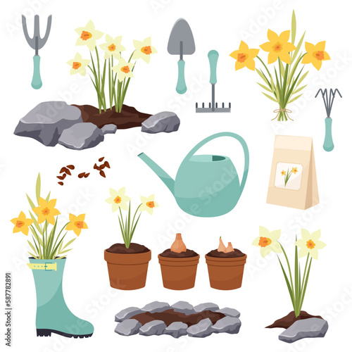 Big set of daffodil planting vector elements. Daffodils. Garden badges, icons. Garden tools. Daffodil seeds.
