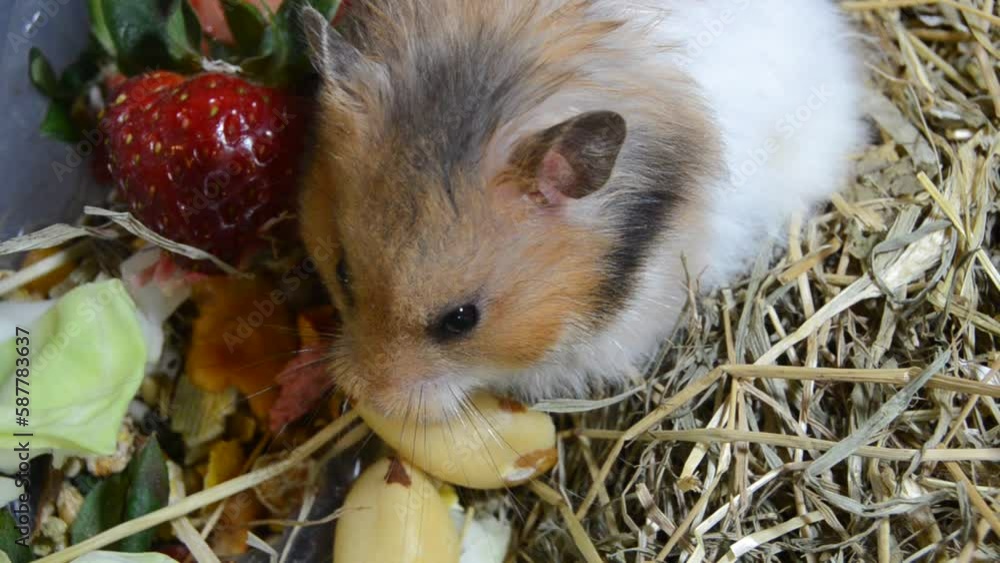 Cute Syrian hamster eating nuts and listening to surroundings. Strawbery and other fruits and
