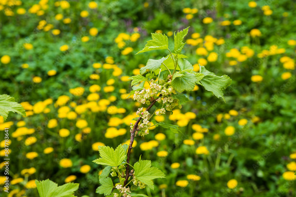 Close-up of currant blossom, selective focus on a blurred background with yellow dandelions. Close-up of currant blossom, selective focus on a blurred background with yellow dandelions.