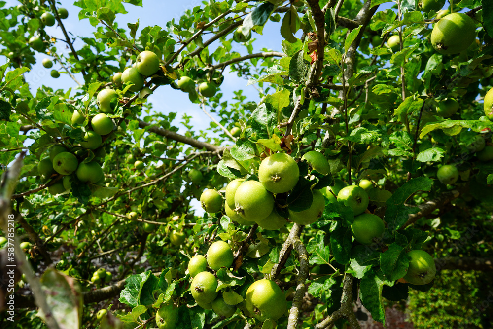 Close up of green apples growing in a apple tree   
