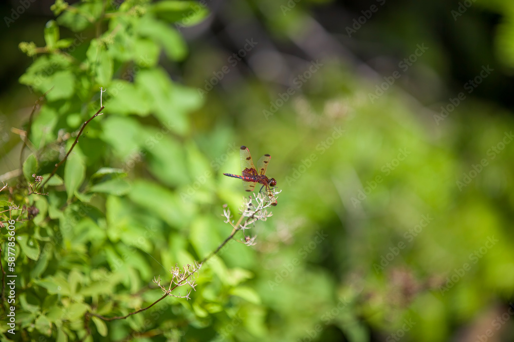 A ruby meadowhawk dragonfly resting on a plant along the shores of a lake in northern Ontario. A ruby meadowhawk dragonfly resting on a plant along the shores of a lake in northern Ontario.