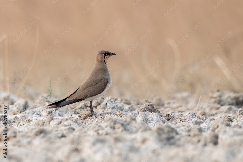 Collared pratincole or Glareola pratincola observed near Nalsarovar in India Collared pratincole or Glareola pratincola observed near Nalsarovar in India