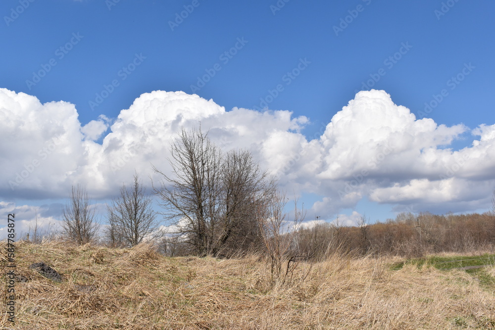 a tree in the field and the sky a tree in the field and the sky