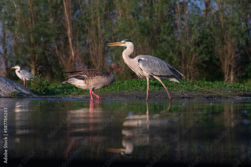 Grey heron and graylag in a pond