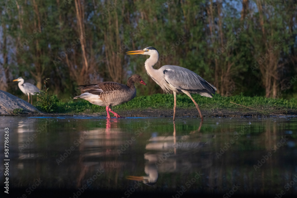 Fototapeta premium Grey heron and graylag in a pond