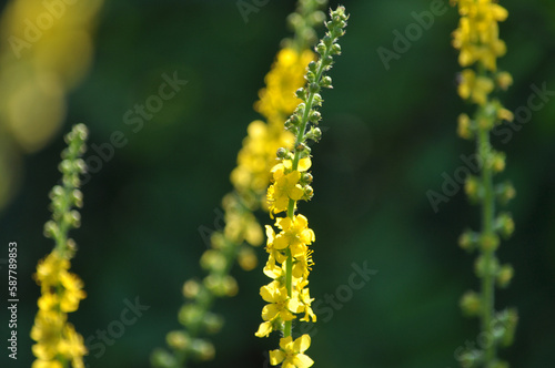 Foto Agrimonia eupatoria blooms among herbs