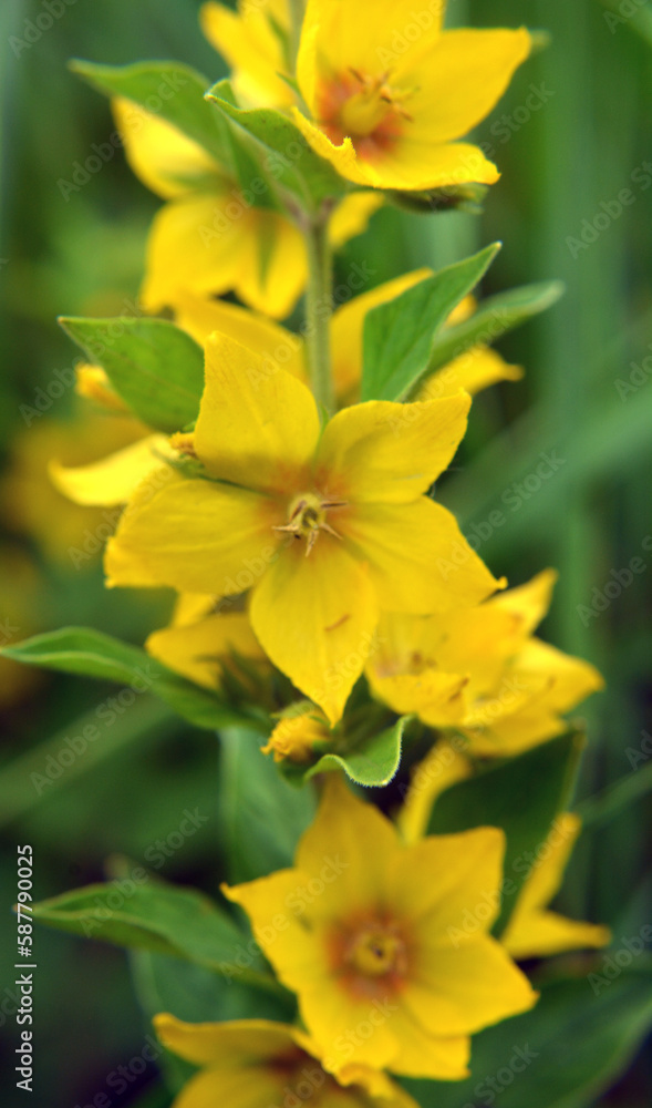 Yellow lysimachia flowers bloom in nature Yellow lysimachia flowers bloom in nature