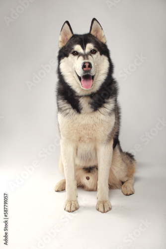 A black Siberian Husky boy is sitting on a white background