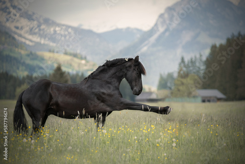 Black horse trick photo