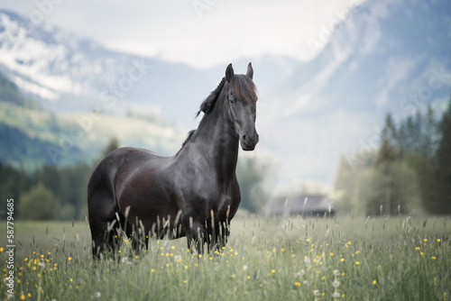 frisian horse