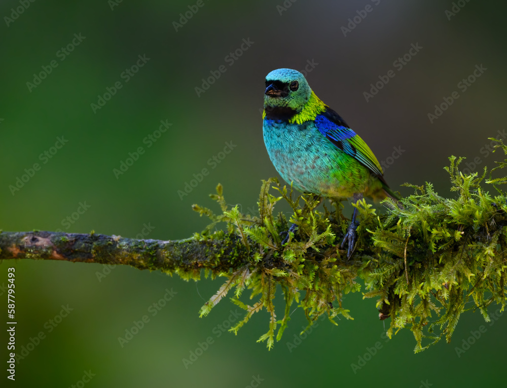 Green-headed Tanager on mossy stick on rainy day against dark  green background