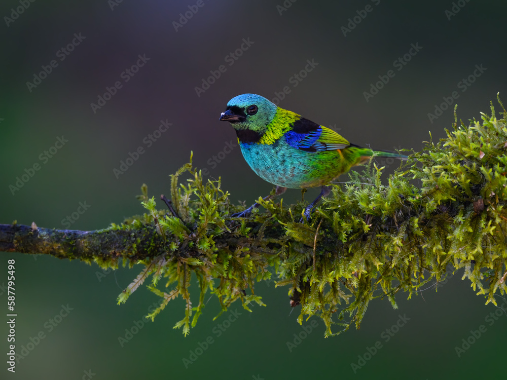 Fototapeta premium Green-headed Tanager on mossy stick on rainy day against dark green background