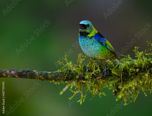 Green-headed Tanager on mossy stick on rainy day against dark green background