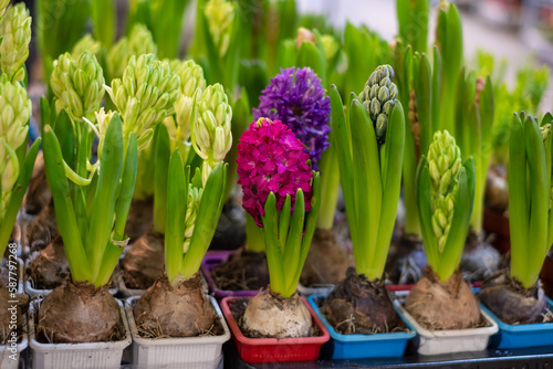 Pink  purple and cream hyacinths with green leaves in colorful pots in the background.