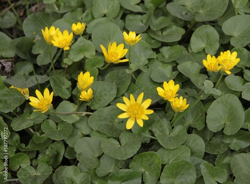 yellow flowers of fig buttercup-Ficaria verna wild plant on meadow at spring photo