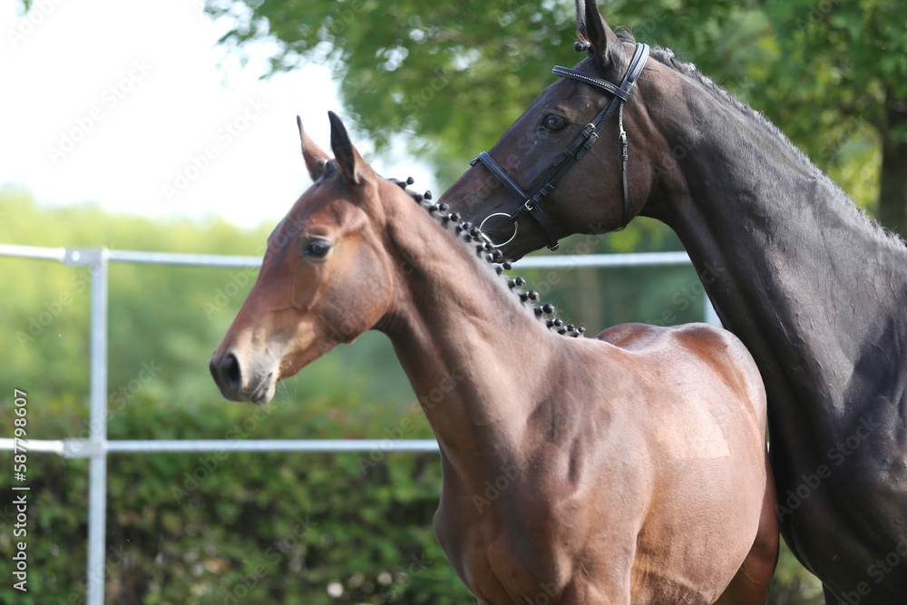 Obraz premium Portrait close up of a beautiful young chestnut foal.