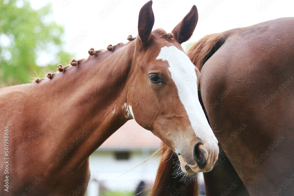 Fototapeta premium Portrait close up of a beautiful young chestnut foal.