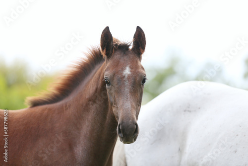 Portrait close up of a beautiful young chestnut foal. © acceptfoto