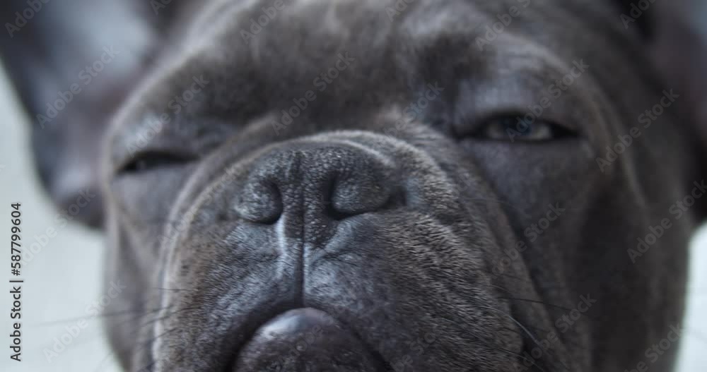 Welpe der französischen Bulldogge Welpe der französischen Bulldogge