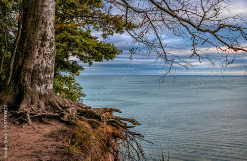 Tree and autumn evening seascape	 photo