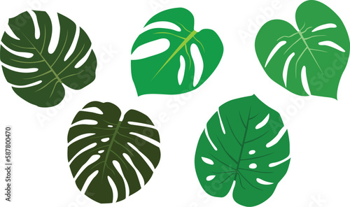 Monstera Leaves Set Vector Illustration