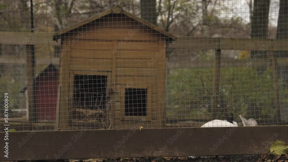 Rabbit House or Hutch, Cute Ears Seen in Pasture, Farm Scene Rabbit House or Hutch, Cute Ears Seen in Pasture, Farm Scene