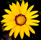 Yellow Gazania close up with dark background