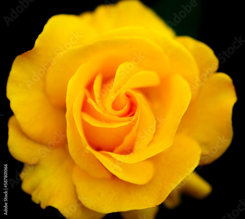 Yellow Rose close up with green background