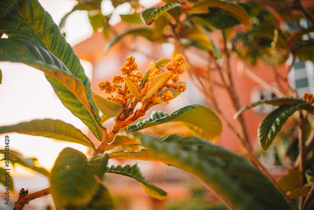 Star shape blur sun with golden shiny long rays and sun flare among tree branches with fresh leaves. High quality photo Star shape blur sun with golden shiny long rays and sun flare among tree branches with fresh leaves. High quality photo