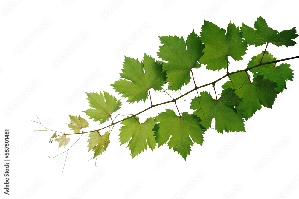Grape leaves vine plant hanging branch grapevine with tendrils Grape leaves vine plant hanging branch grapevine with tendrils