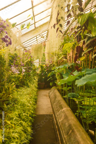 Tropical greenhouse with evergreen plants, exotic palms, ferns in a sunny day with beautiful light. Various palms in botanical garden, Krakow, Poland. High quality photo © Shi 