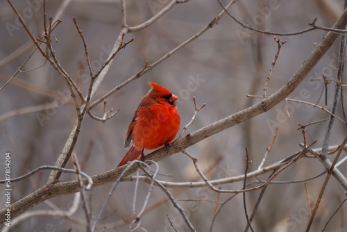 Male northern cardinal perched in a leafless tree 