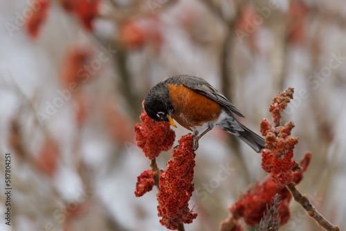 American robin feeding on the red fruit of a sumac tree 