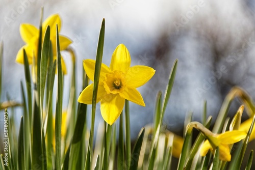 Fototapeta Naklejka Na Ścianę i Meble -  daffodil flowers blooming in the spring