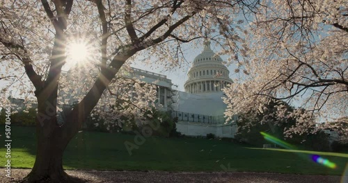 Washington D.C. — U.S. Capitol Building Seen From Beneath Flowering Cherry Blossom Trees With Morning Sun