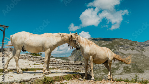 Two white horses in front of the Timfi's Mountain Refuge in Vikos National Park, Greece photo