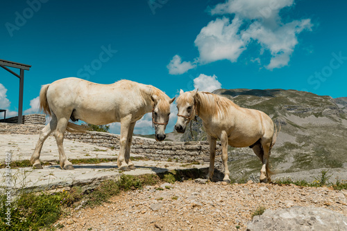 Two white horses in front of the Timfi s Mountain Refuge in Vikos National Park  Greece