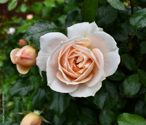 Peach Rose in Garden