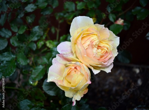 Yellow and Pink Roses in Garden