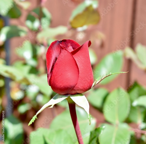 Red Rose in Garden